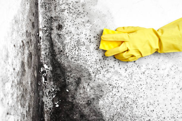 Best Black Mold Remediation in Richwood, OH