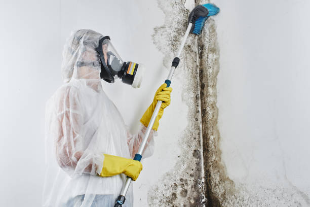 Best Residential Mold Remediation in Richwood, OH