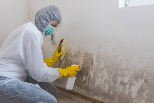 Best HVAC Mold Remediation in Richwood, OH