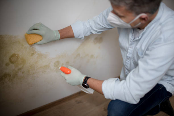 Best Post-Flood Mold Remediation in Richwood, OH