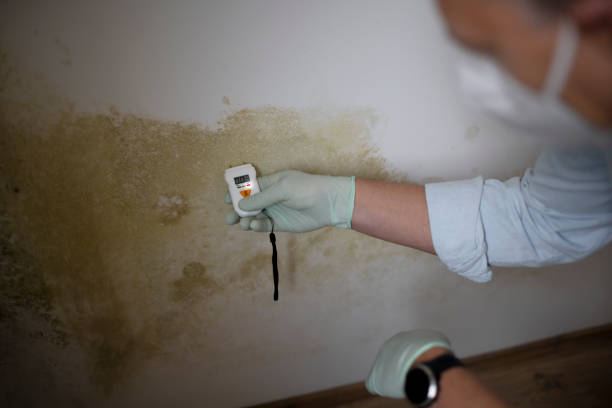 Best Emergency Mold Remediation in Richwood, OH