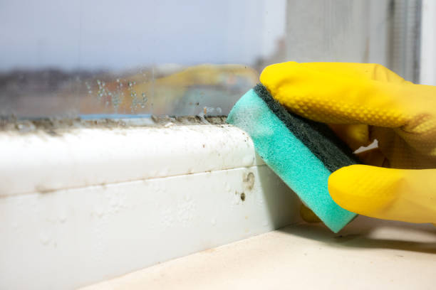 Best Health and Safety Mold Remediation in Richwood, OH