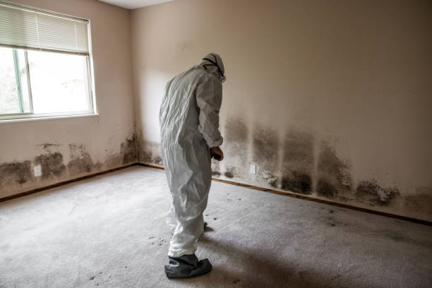 Best Basement Mold Remediation in Richwood, OH